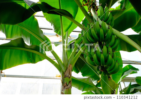 地獄的香蕉 110341212