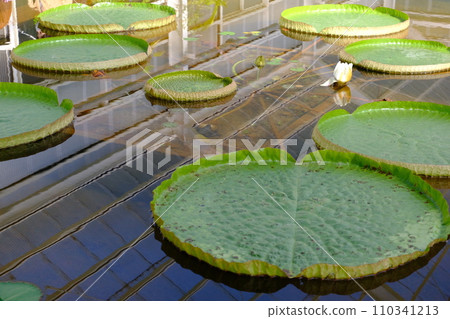 hell leaves 110341213