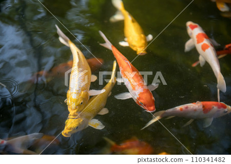 Carp koi fish swimming in the pond 110341482