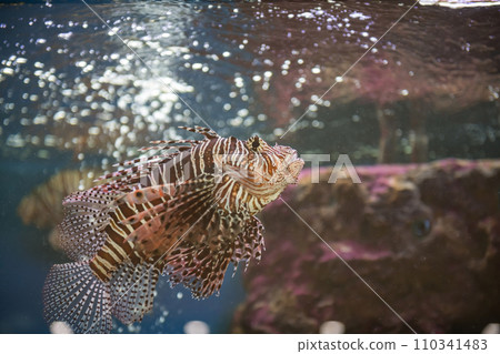 Red lionfish swim by coral in aquarium, Suphan Buri, Thailand 110341483
