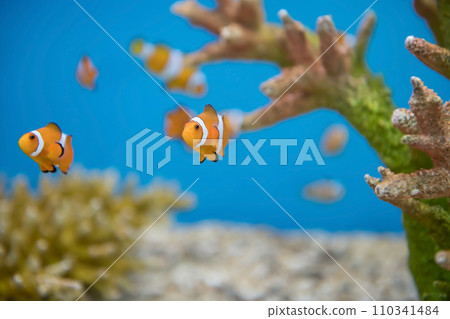 Young orange clownfish swim by coral reef at aquarium 110341484