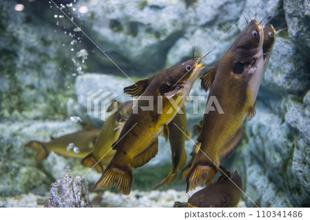 Sun Catfish swim in aquarium, Suphan Buri, Thailand Sun Catfish swim in aquarium, Suphan Buri, Thailand 110341486