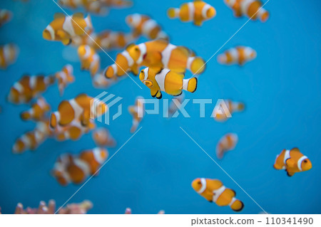 orange clownfish or Amphiprion percula swim in blue water at aquarium 110341490
