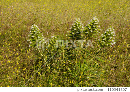 Shrub Echium decaisnei in flower. Shrub Echium decaisnei in flower. 110341807