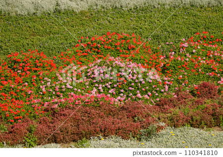 Garden with ivy-leaved pelargonium in flower. Garden with ivy-leaved pelargonium in flower. 110341810