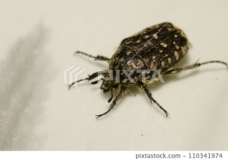 White spotted rose beetle. 110341974