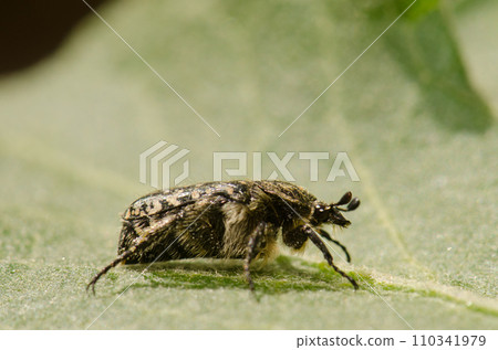 White spotted rose beetle. 110341979