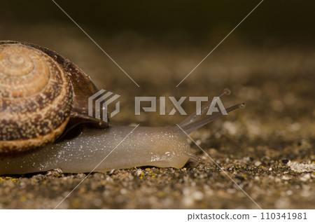 Milk snail Otala lactea. Milk snail Otala lactea. 110341981