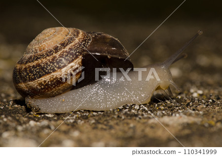 Milk snail Otala lactea. Milk snail Otala lactea. 110341999