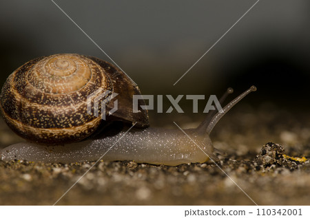 Milk snail Otala lactea. Milk snail Otala lactea. 110342001
