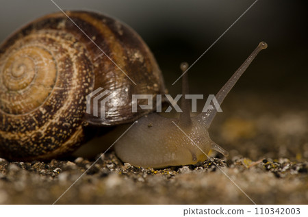 Milk snail Otala lactea. Milk snail Otala lactea. 110342003