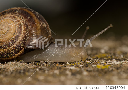 Milk snail Otala lactea. 110342004