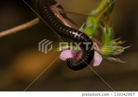 Portuguese millipede eating the petal of a flower. Portuguese millipede eating the petal of a flower. 110342007