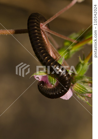 Portuguese millipede eating the petal of a flower. 110342024