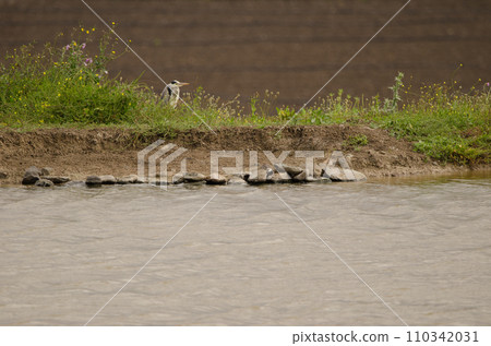 Grey heron Ardea cinerea. 110342031