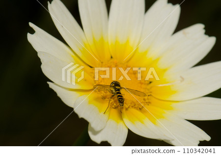 Long hoverfly on a flower. Long hoverfly on a flower. 110342041