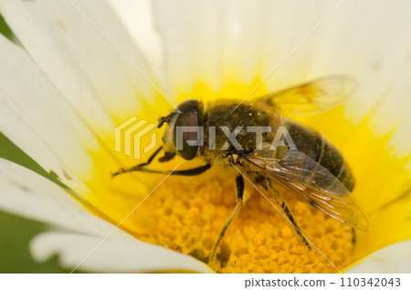 Common drone fly on a flower of garland chrysanthemum. Common drone fly on a flower of garland chrysanthemum. 110342043