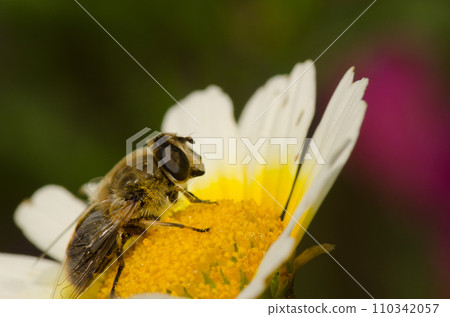 Common drone fly on a flower of garland chrysanthemum. 110342057
