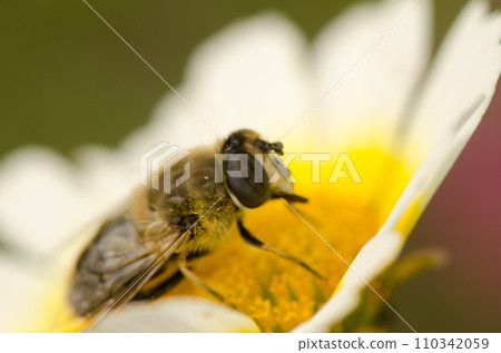 Common drone fly on a flower of garland chrysanthemum. Common drone fly on a flower of garland chrysanthemum. 110342059