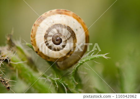 White garden snail. White garden snail. 110342062