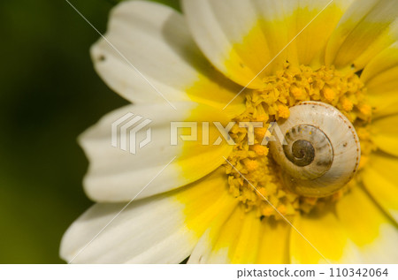 White garden snail on a flower of garland chrysanthemum. White garden snail on a flower of garland chrysanthemum. 110342064