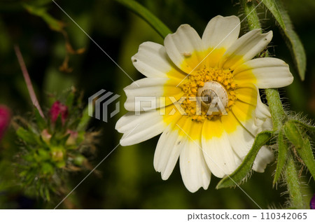 White garden snail on a flower of garland chrysanthemum. White garden snail on a flower of garland chrysanthemum. 110342065