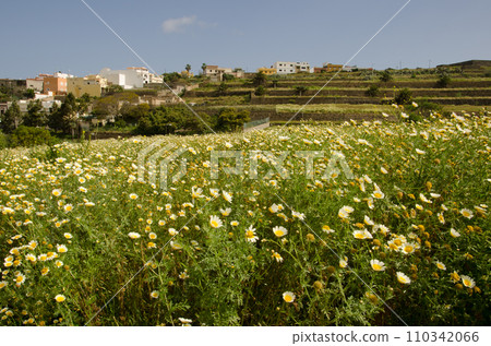 Meadow and town of San Lorenzo. Meadow and town of San Lorenzo. 110342066