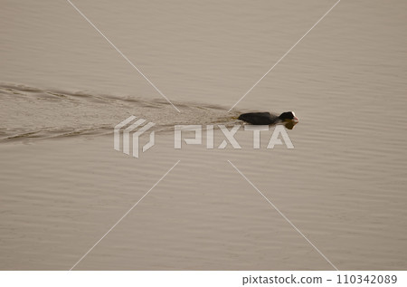 Eurasian coot swimming. 110342089