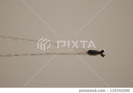 Eurasian coot swimming. 110342090