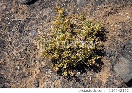 Plant zygophyllum in the bright sunlight 110342152