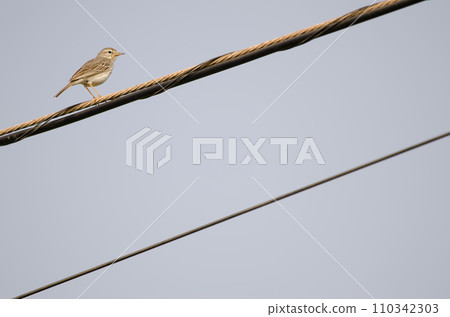 Berthelot's pipit on a electric cable. 110342303