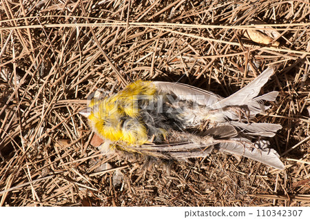 Dead Atlantic canary. 110342307