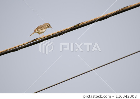 Berthelot's pipit looking down on a electric cable. Berthelot's pipit looking down on a electric cable. 110342308