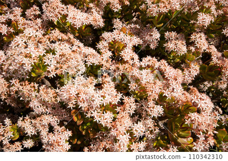 Jade plant in flower. Jade plant in flower. 110342310