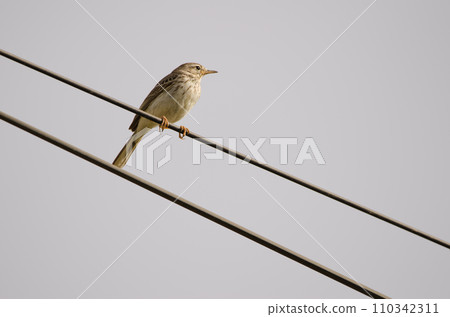 Berthelot's pipit on a electric cable. Berthelot's pipit on a electric cable. 110342311