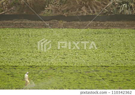 Person spraying a crop field. Person spraying a crop field. 110342362
