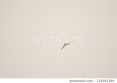 Little ringed plover in flight. 110342364