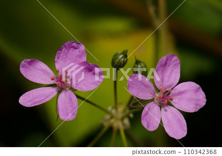 Flowers of roundleaf geranium. 110342368