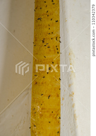 Adhesive fly tape. Adhesive fly tape. 110342379