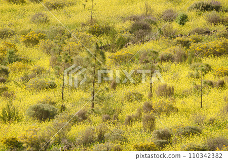 Landscape covered with flowers. 110342382