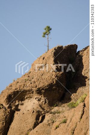 Canary Island pine growing on a rock. Canary Island pine growing on a rock. 110342383