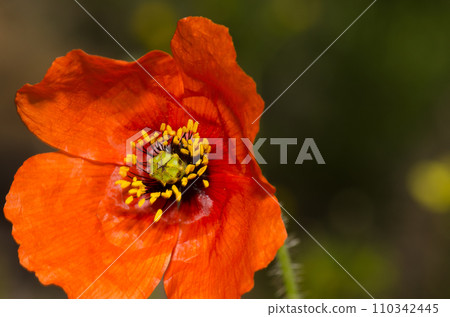 Flower of common poppy. Flower of common poppy. 110342445