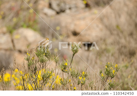 Corn bunting Emberiza calandra. Corn bunting Emberiza calandra. 110342450