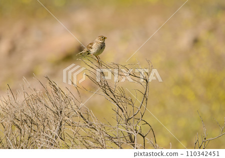 Corn bunting Emberiza calandra. 110342451