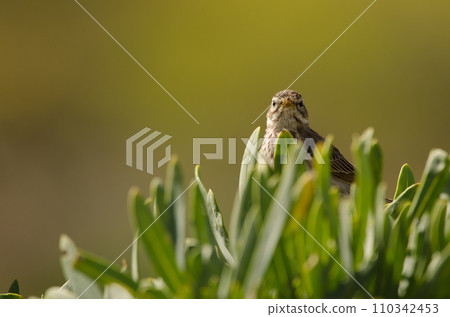 Berthelot's pipit Anthus berthelotii. Berthelot's pipit Anthus berthelotii. 110342453