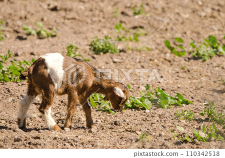 Kid of goat eating roots. Kid of goat eating roots. 110342518