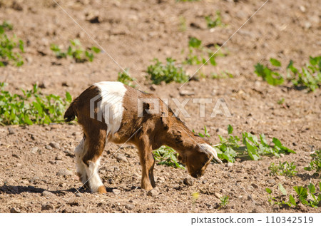 Kid of goat eating roots. Kid of goat eating roots. 110342519