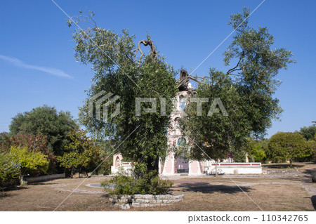 Olive tree in the garden, north of Corfu, Greece Olive tree in the garden, north of Corfu, Greece 110342765