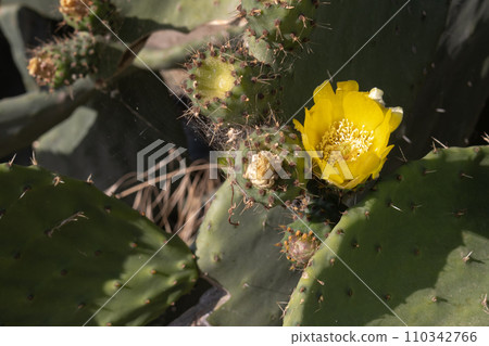 Yellow blossom of opuntia cactus 110342766
