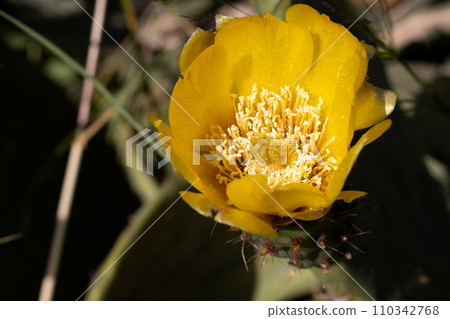 Yellow blossom of opuntia cactus Yellow blossom of opuntia cactus 110342768